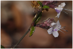 Nilgirianthus warrensis